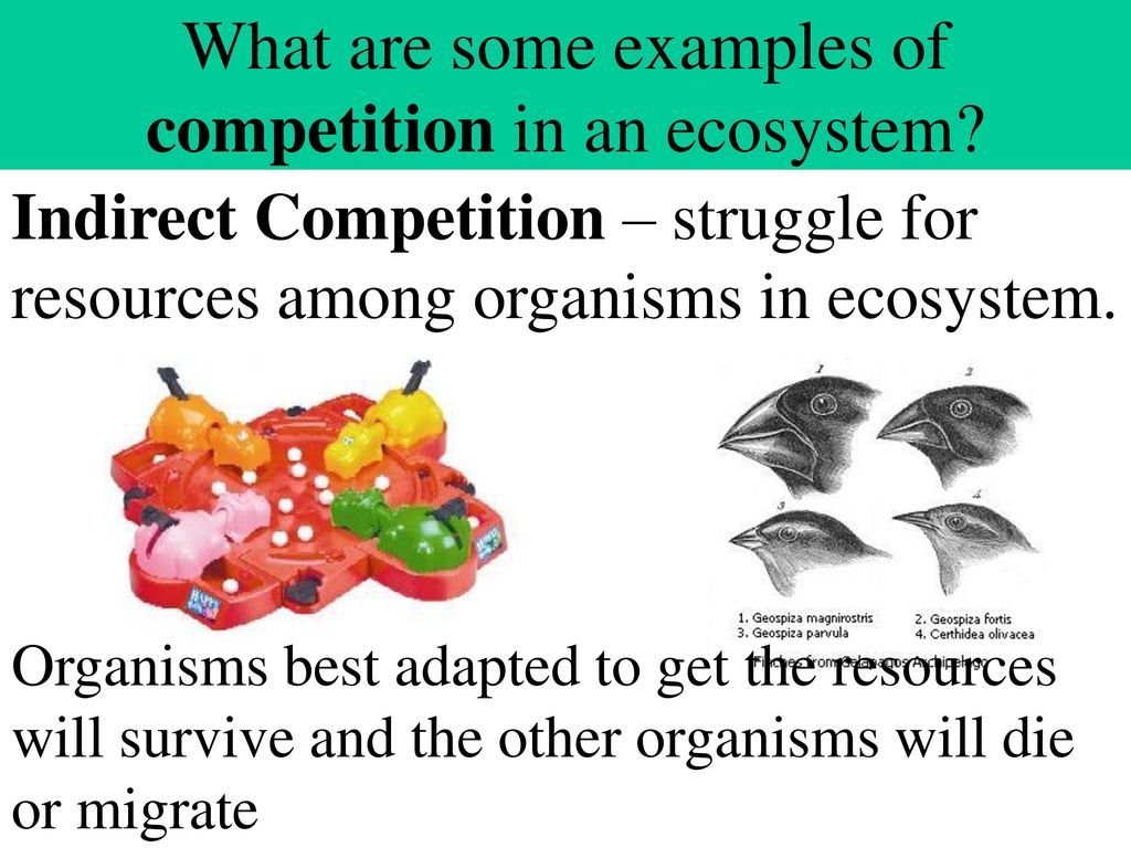 Relationships in an ecosystem ppt download