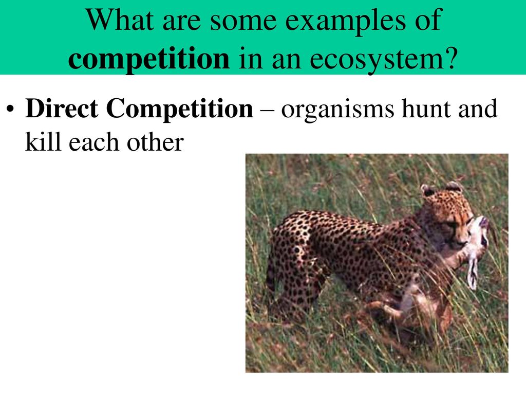 Relationships in an ecosystem ppt download