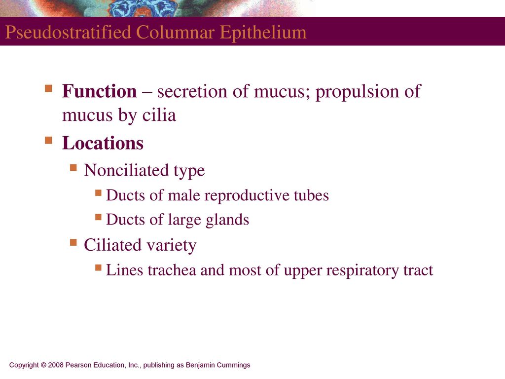 PART 1 Tissues. - ppt download