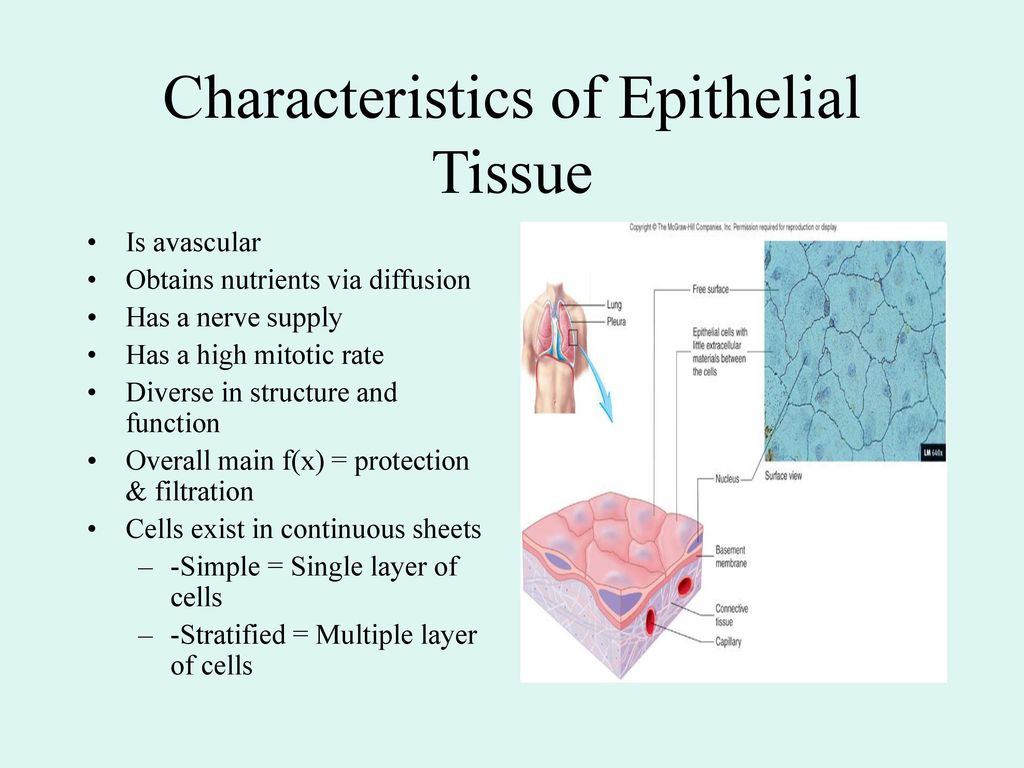 Characteristics of Epithelial Tissue