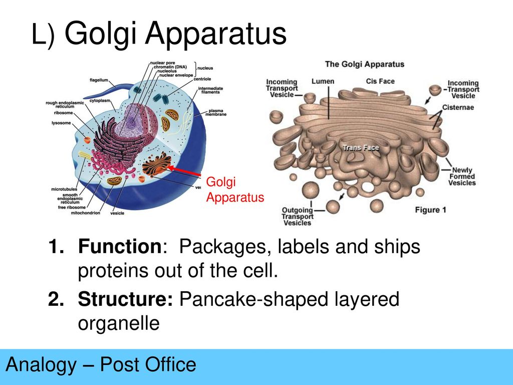 L) Golgi Apparatus Golgi Apparatus. Function: Packages, labels and ships proteins out of the cell.