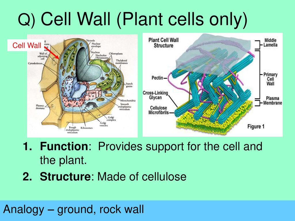 Q) Cell Wall (Plant cells only)