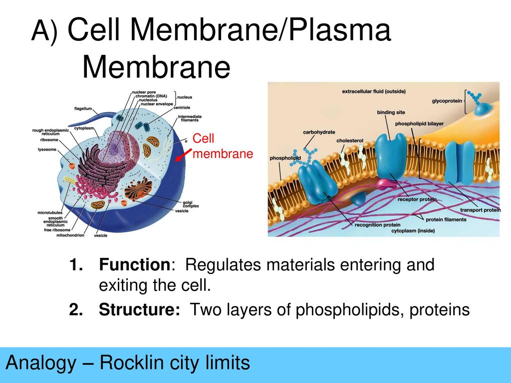 A) Cell Membrane/Plasma Membrane