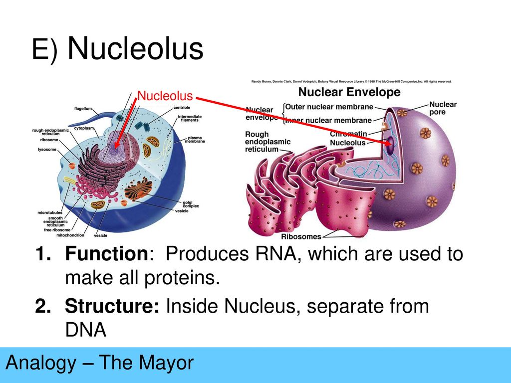 E) Nucleolus Nucleolus. Function: Produces RNA, which are used to make all proteins. Structure: Inside Nucleus, separate from DNA.
