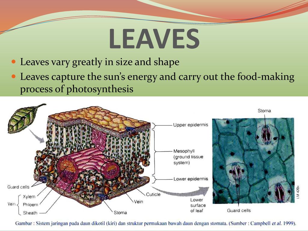 Structure And Function Of Plants Body Ppt Download