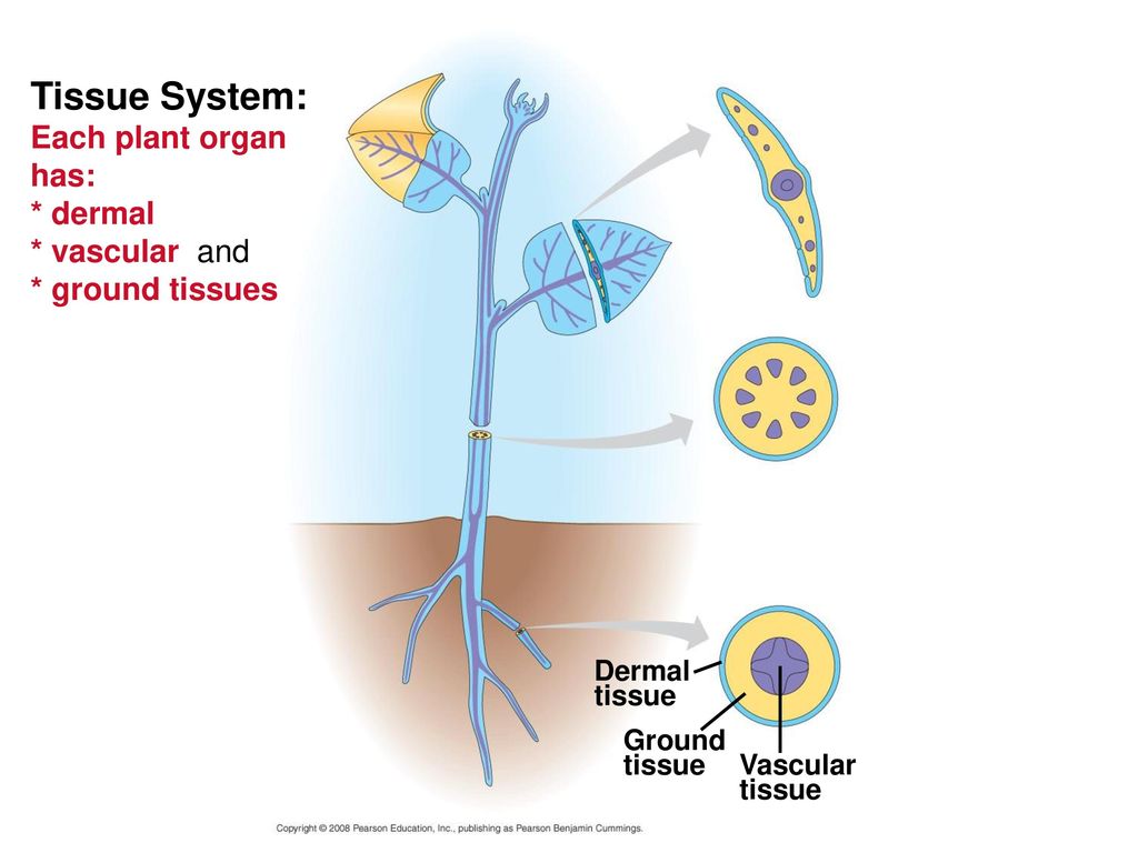 Plant tissues. Vascular Tissue. Tissue of Plants Vascular. Ground Tissue.