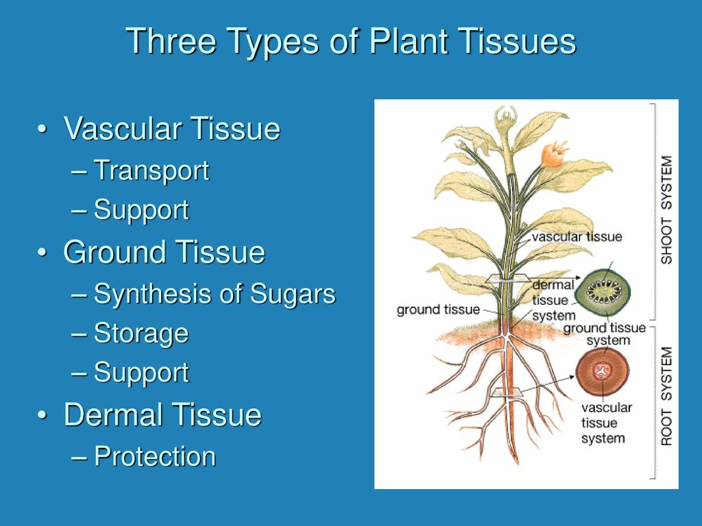 Plant tissues. Plant Tissue Types. Vascular Tissue. Tissue of Plants Vascular.