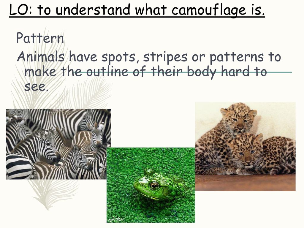 Camouflage. - ppt download