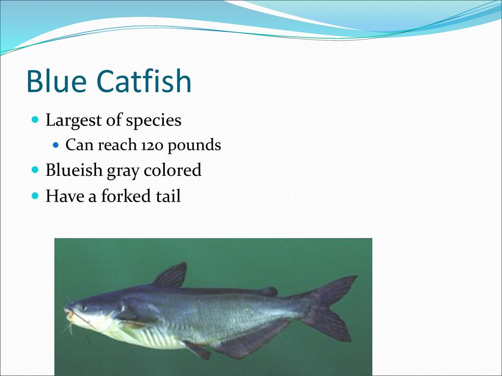 Catfish, Bait, and Catfishing Techniques - ppt download