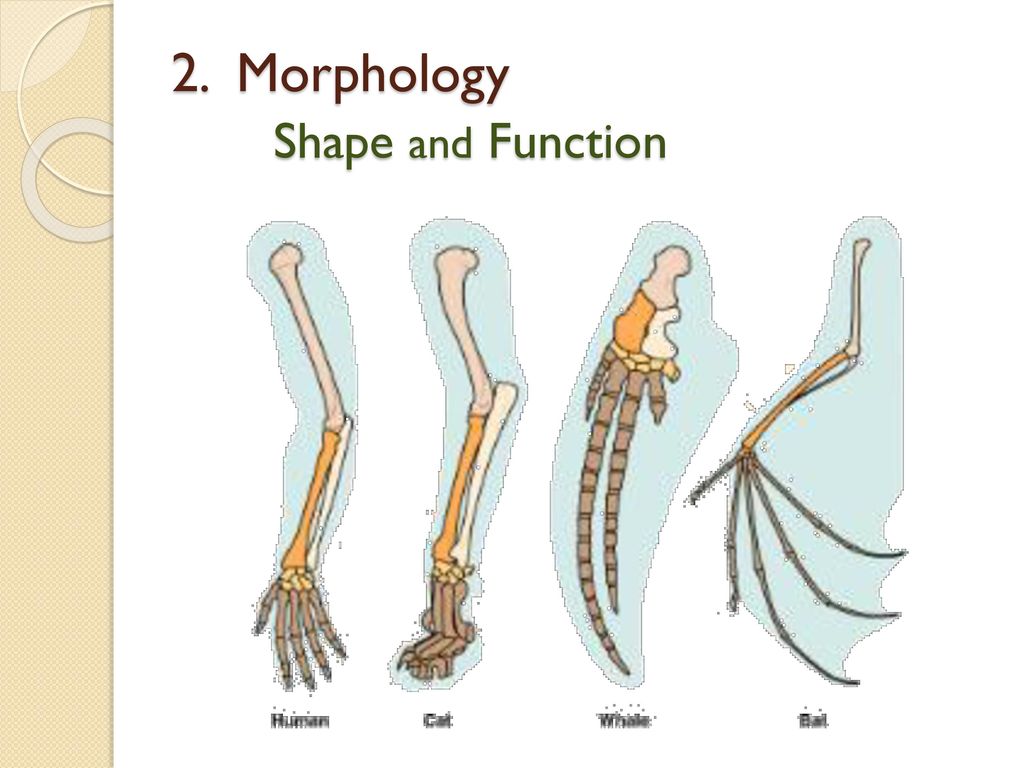 Classification of Living Things Biology Diagrams