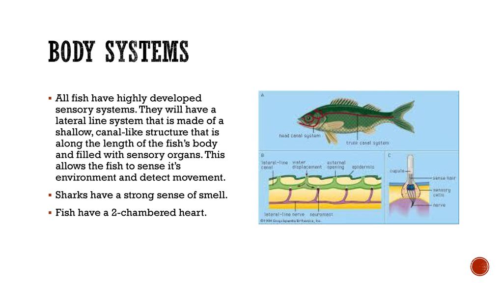 Chapter  Fish. - ppt download