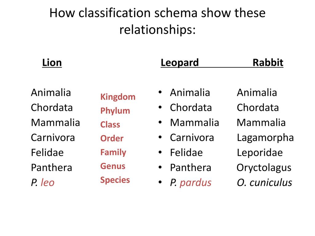 Chordata Taxonomy Chart