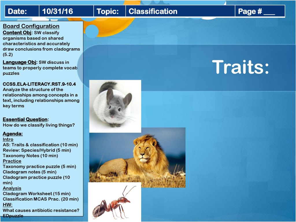 Identify 5 traits about each animal below: - ppt download