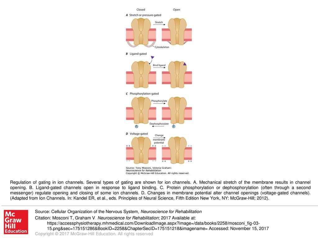 Regulation of gating in ion channels ppt download