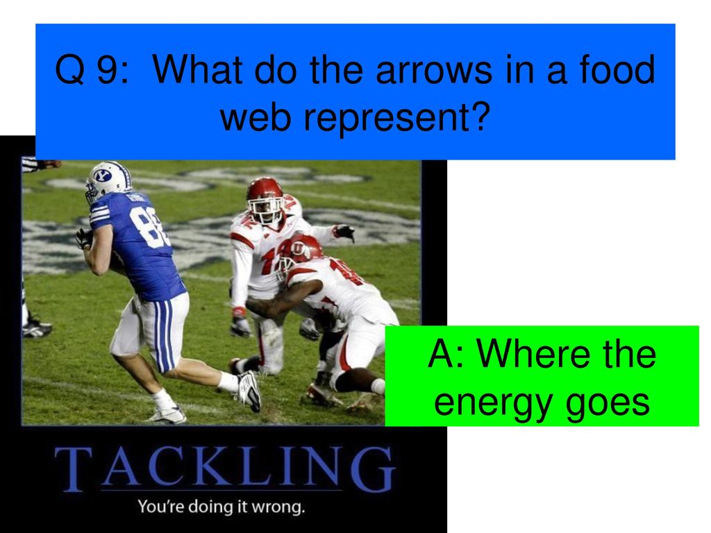 Ecology Quiz Ppt Download ecology-quiz-ppt-download