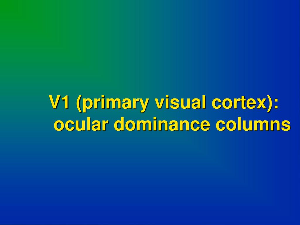 V1 (primary visual cortex):
