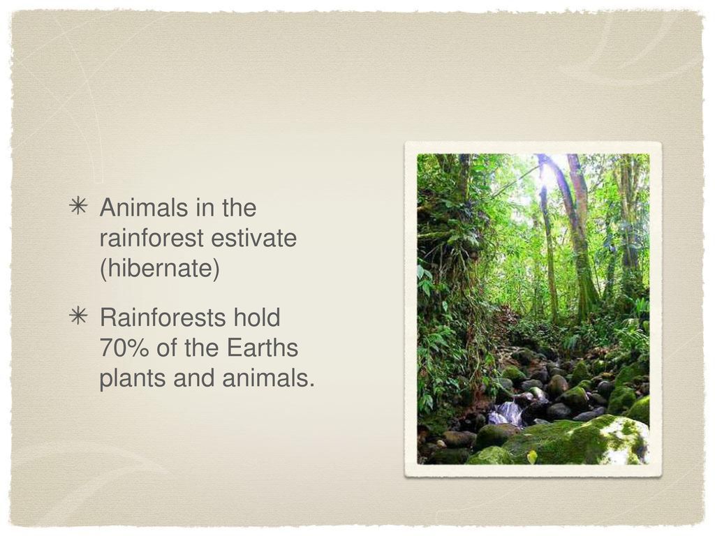 Saving The Tropical Rainforest Hkgfgf - Ppt Download