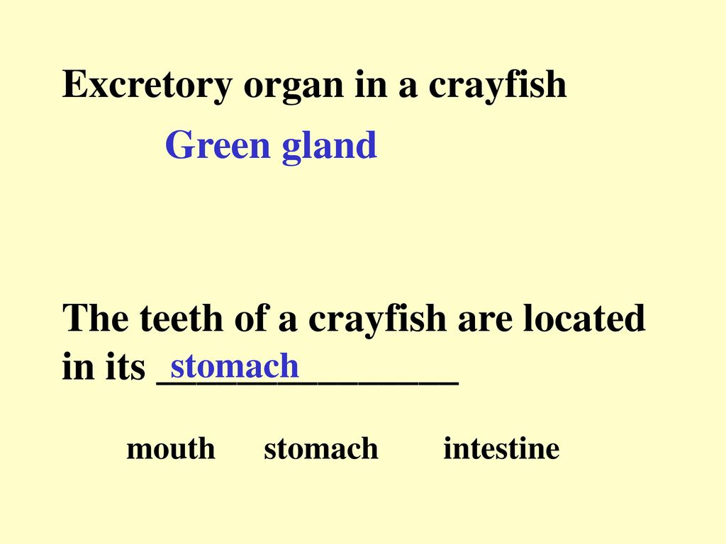 green gland is the excretory organ of