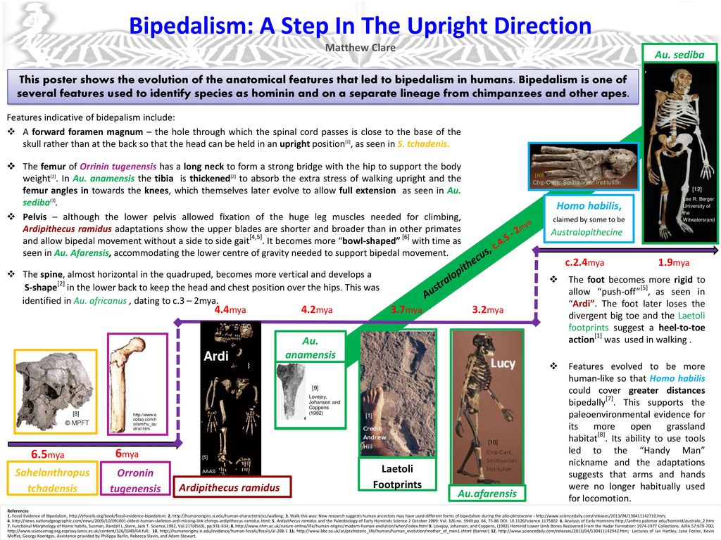 Bipedalism: A Step In The Upright Direction Matthew Clare - ppt download