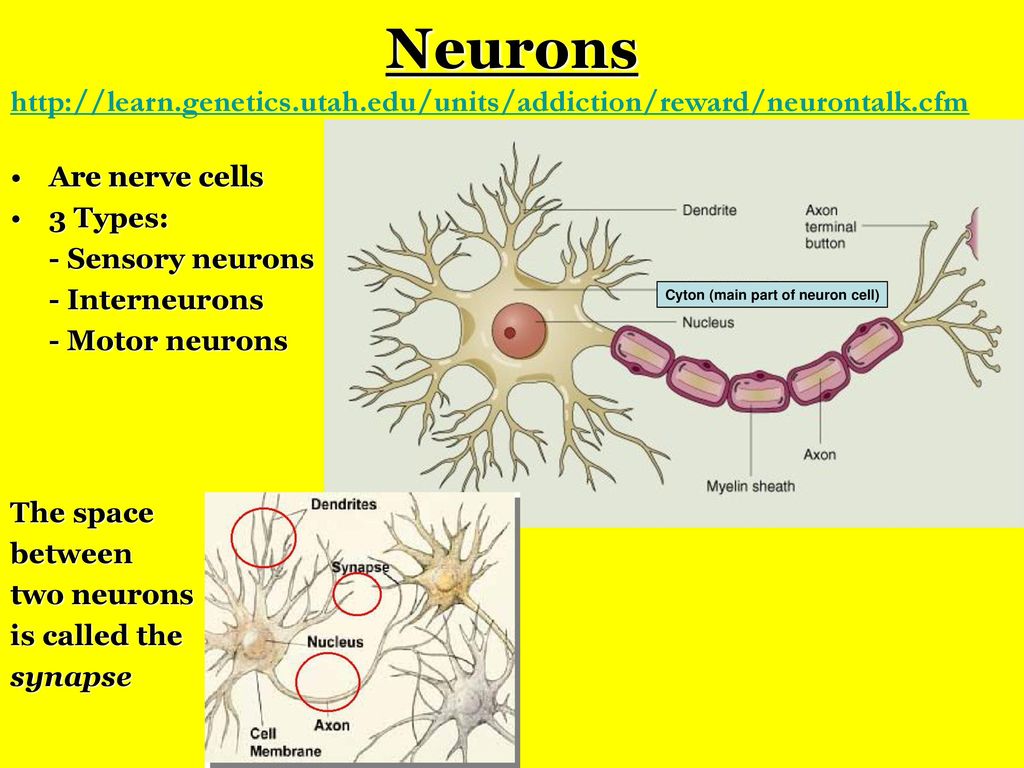 The Human Nervous System - ppt download