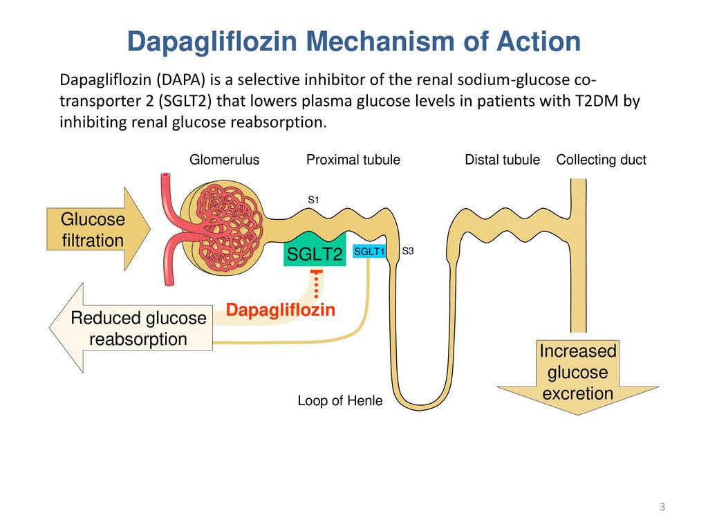 Dapagliflozin Improves Hyperglycemia and Beta-Cell Function Without  Increasing Hypoglycemic Episodes in Patients With Type 2 Diabetes Mellitus  Afshin Salsali. - ppt download