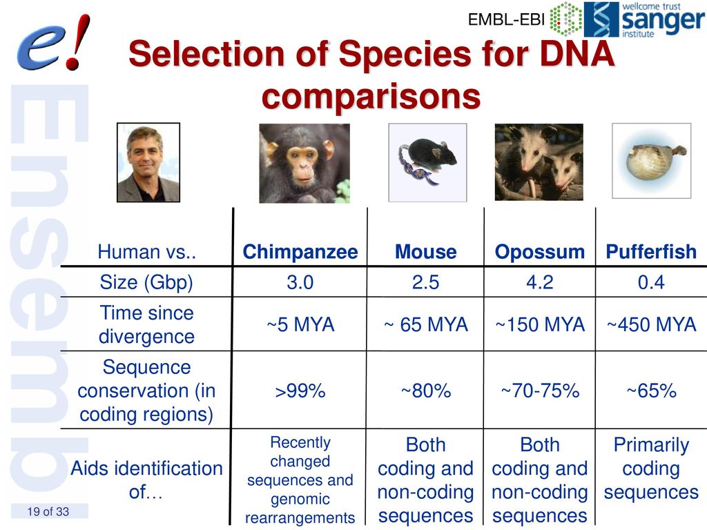 Comparative genomics ppt download