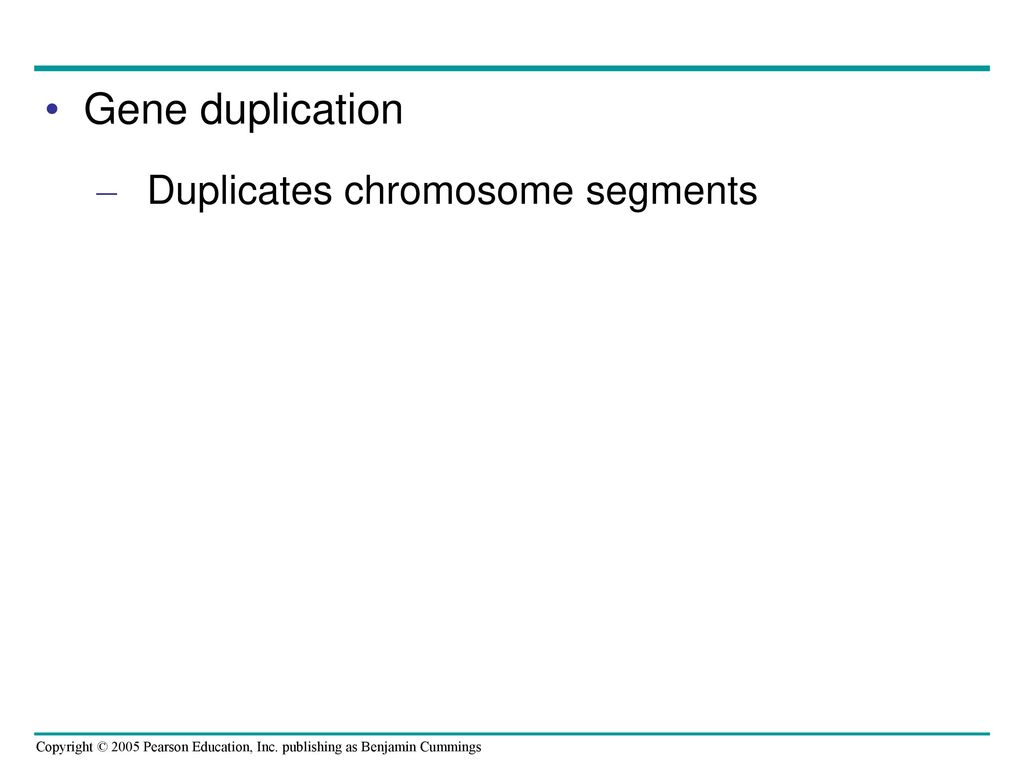 Gene duplication Duplicates chromosome segments