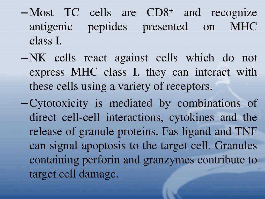 Most TC cells are CD8+ and recognize antigenic peptides presented on MHC class I.