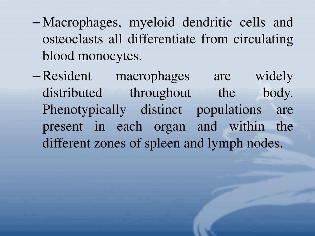 Macrophages, myeloid dendritic cells and osteoclasts all differentiate from circulating blood monocytes.