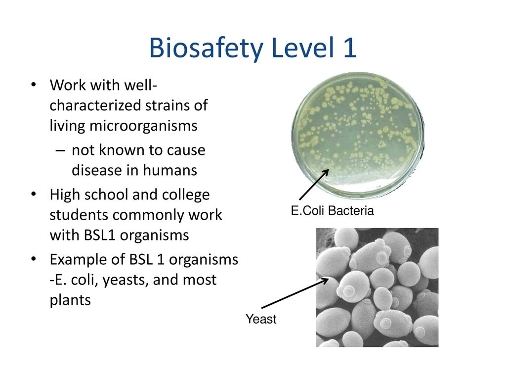 Working with Biological Hazards - ppt download