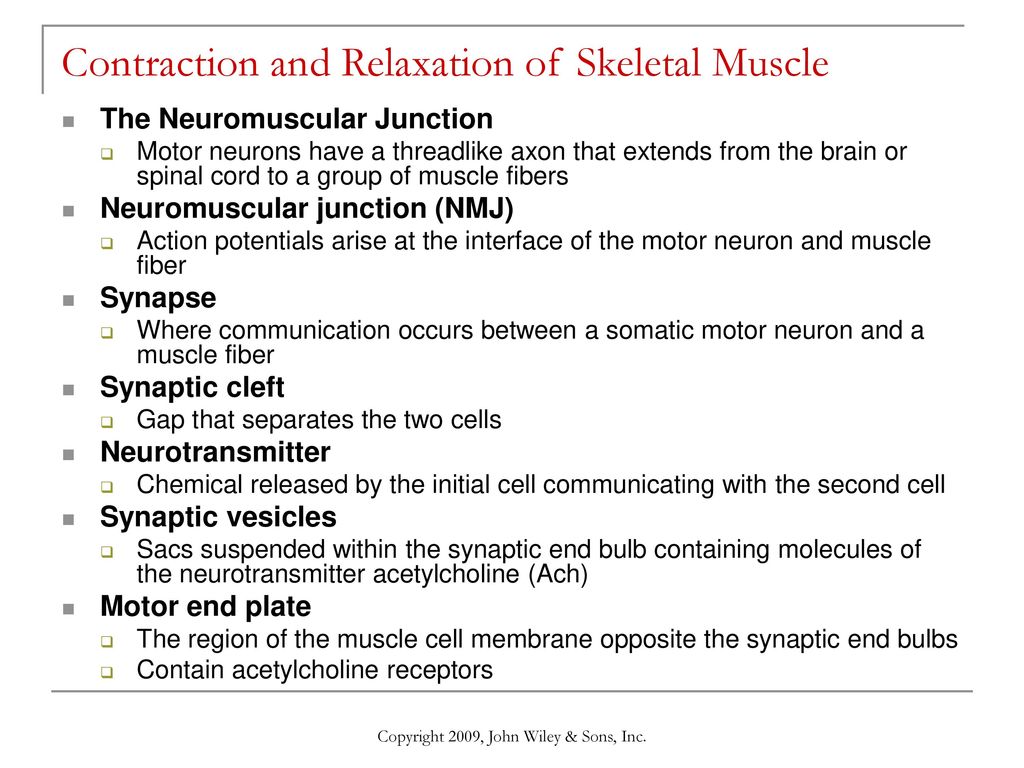 Chapter 10: Muscular Tissue - ppt download