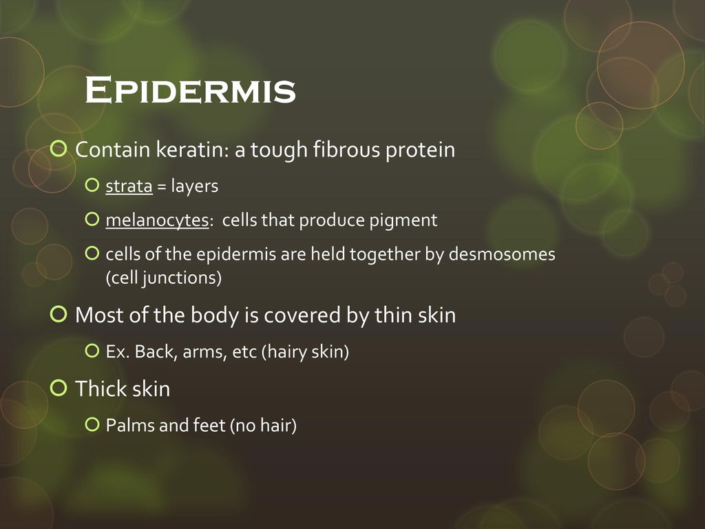 Epidermis Contain keratin: a tough fibrous protein
