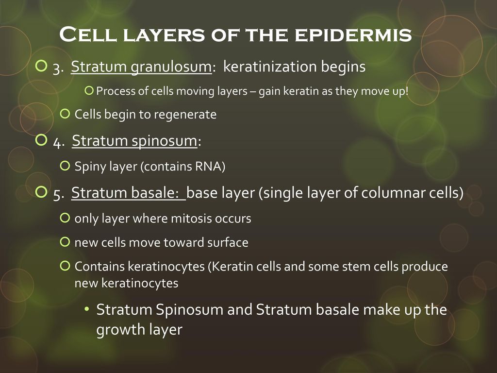 Cell layers of the epidermis