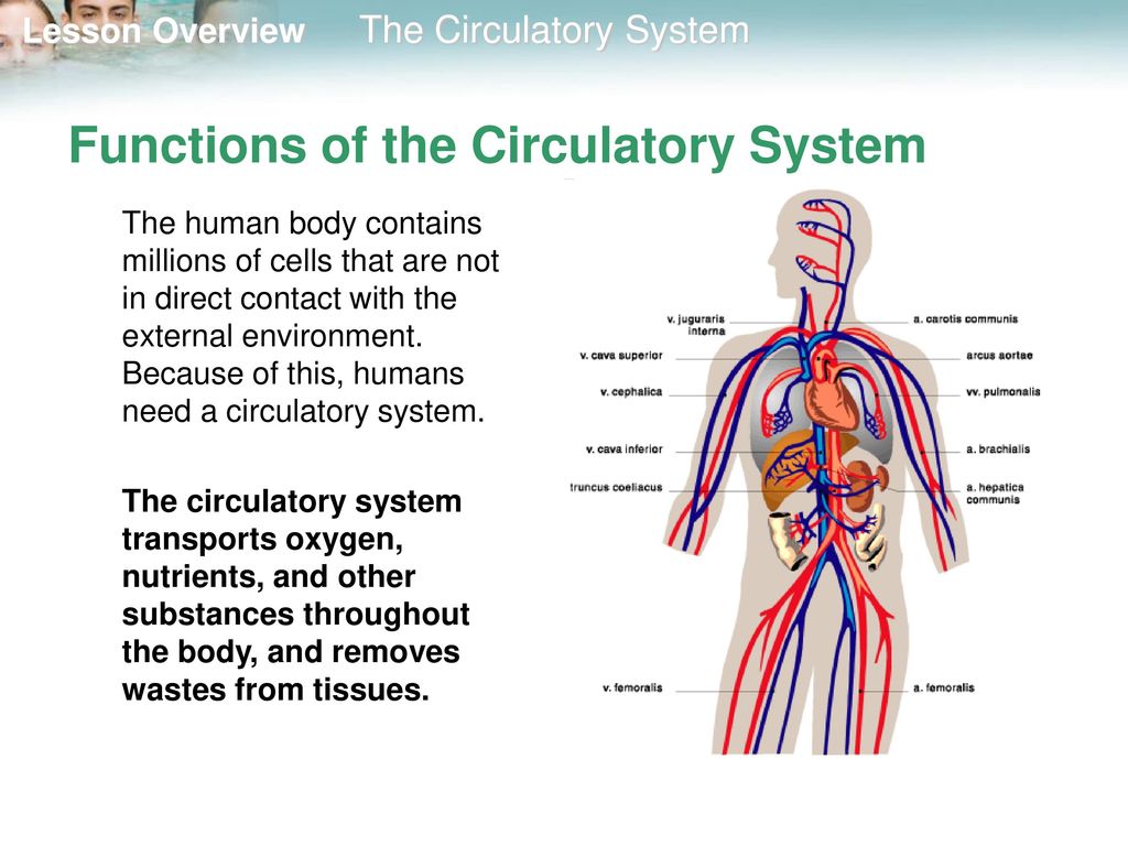 33.1 The Circulatory System - ppt download