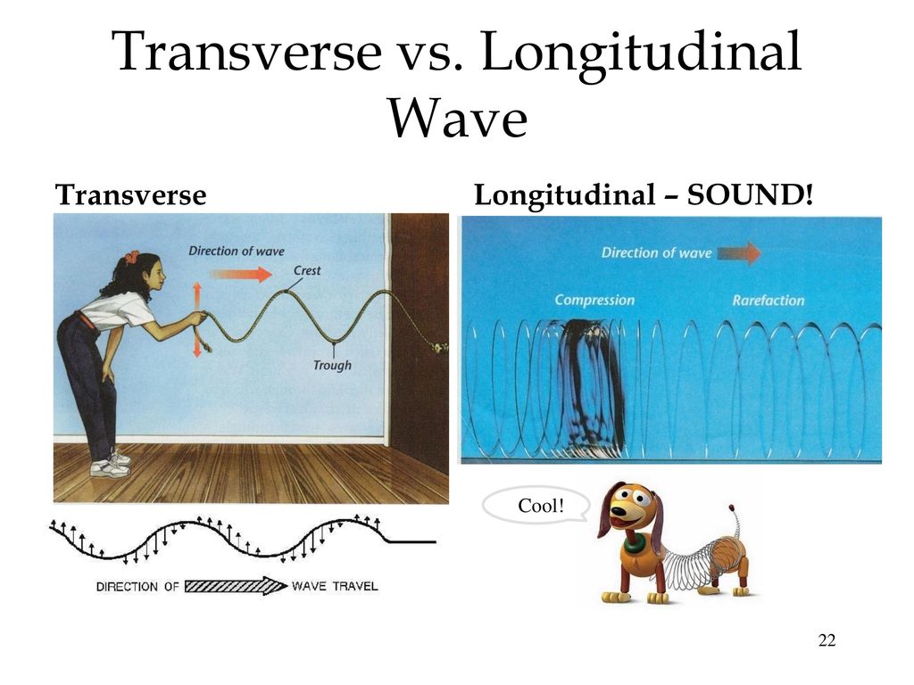 Transverse vs. Longitudinal Wave