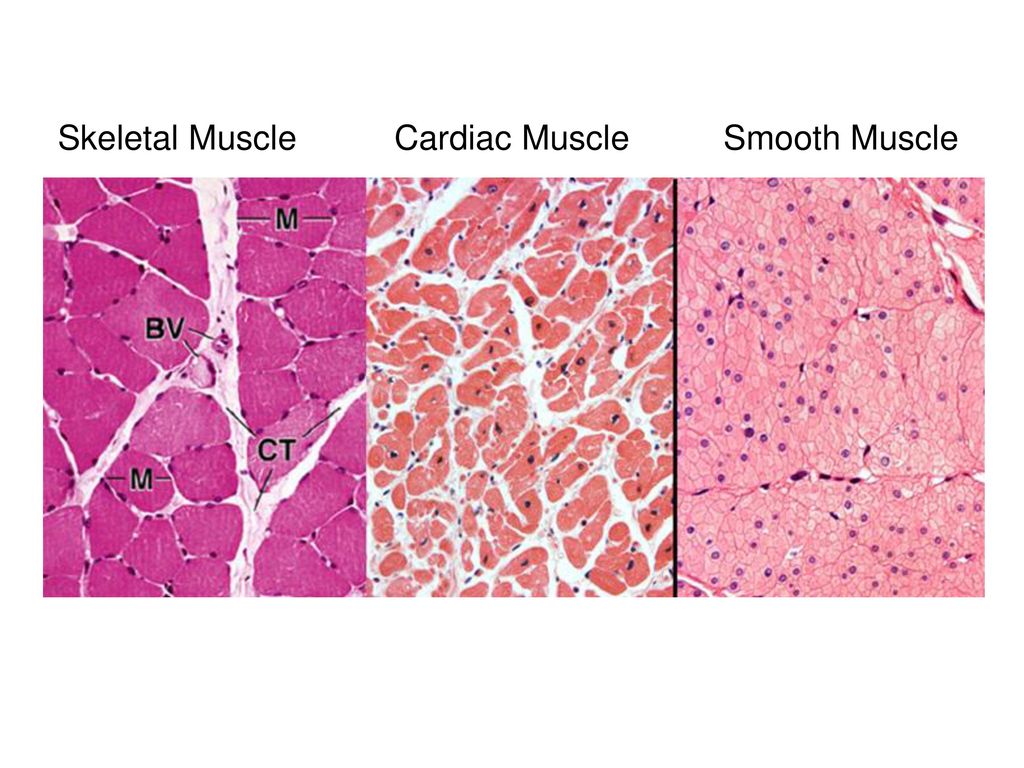 Muscle Tissue Learning Objectives Ppt Download