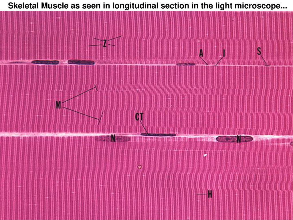 Muscle Tissue Learning Objectives Ppt Download