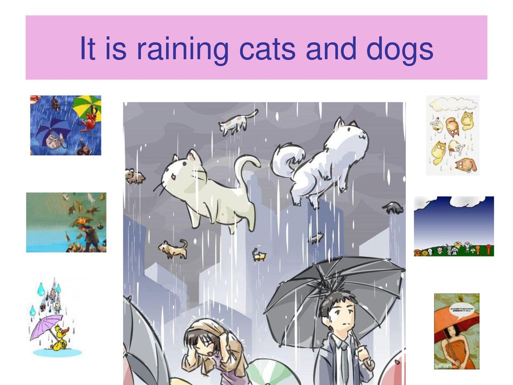 Is it raining ответ. Идиомы it's raining Cats and Dogs. Rain Cats and Dogs идиомы. Raining Cats and Dogs идиома. It s raining Cats and Dogs перевод.