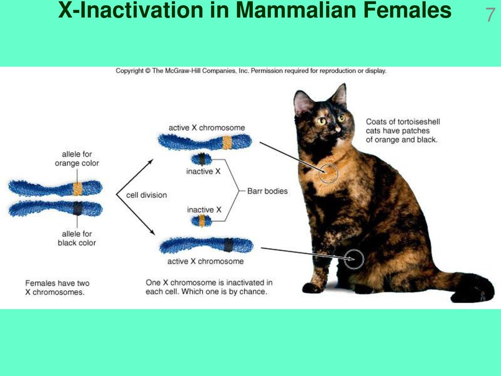 При расшифровке генома кошки было установлено
