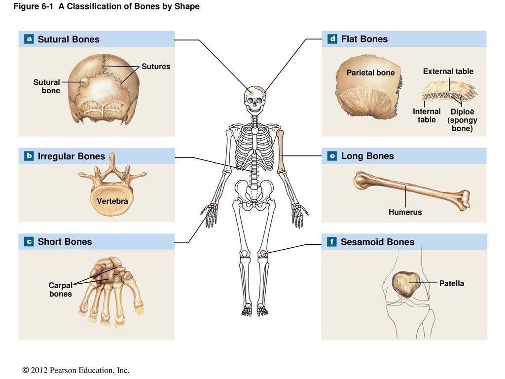 Карта bones. Classification of Bones. Flat Bones. Types of Bones in Human Skeleton. Diploe анатомия.