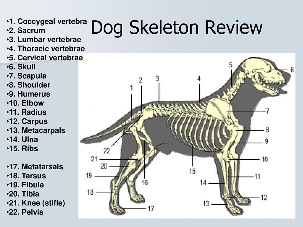 Ребра можно собаке. Анатомия Джек Рассел терьера. Скелет собаки Джек Рассел терьер. Скелет Джек Рассел терьера строение. Строение Джек Рассел терьера Анатомическое.
