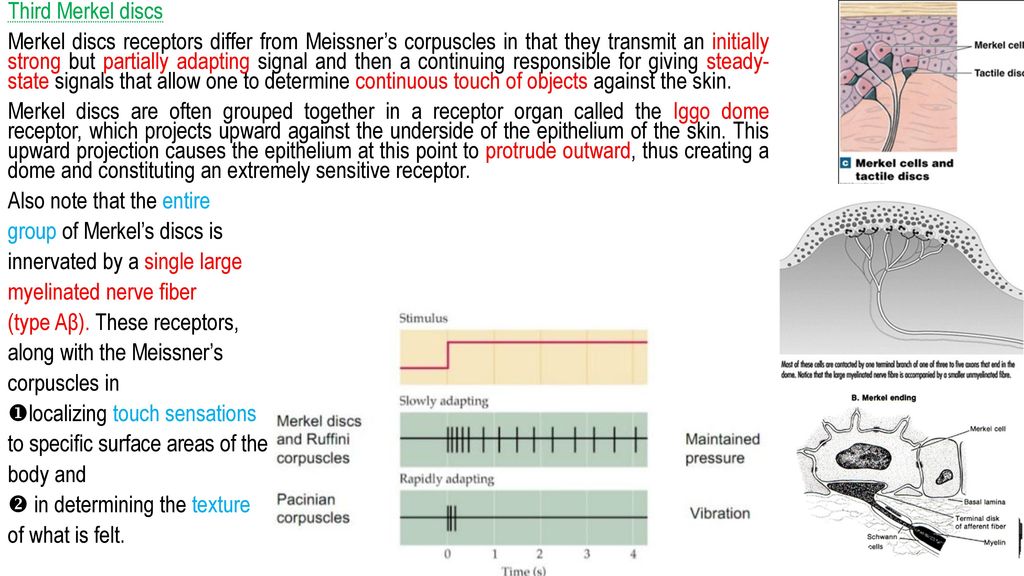Sensory System Ppt Download