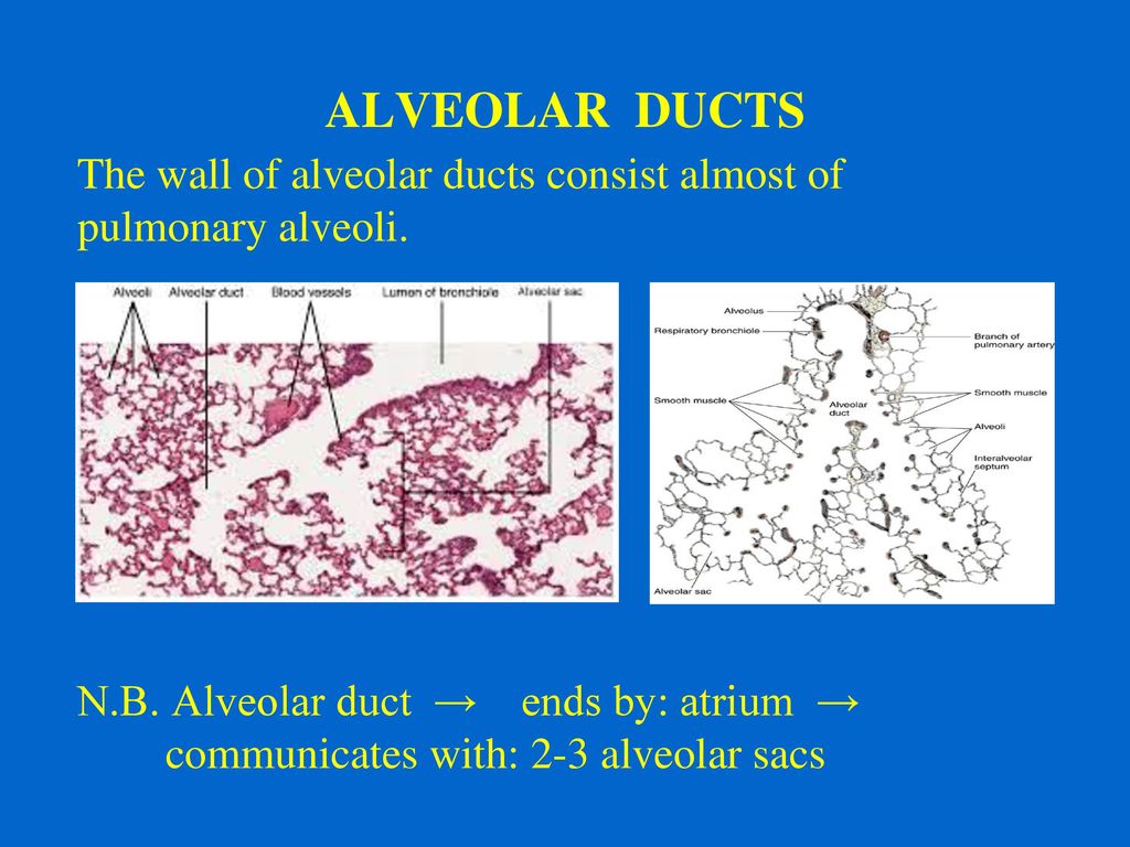 Histology of the Lower Respiratory Tract - ppt download