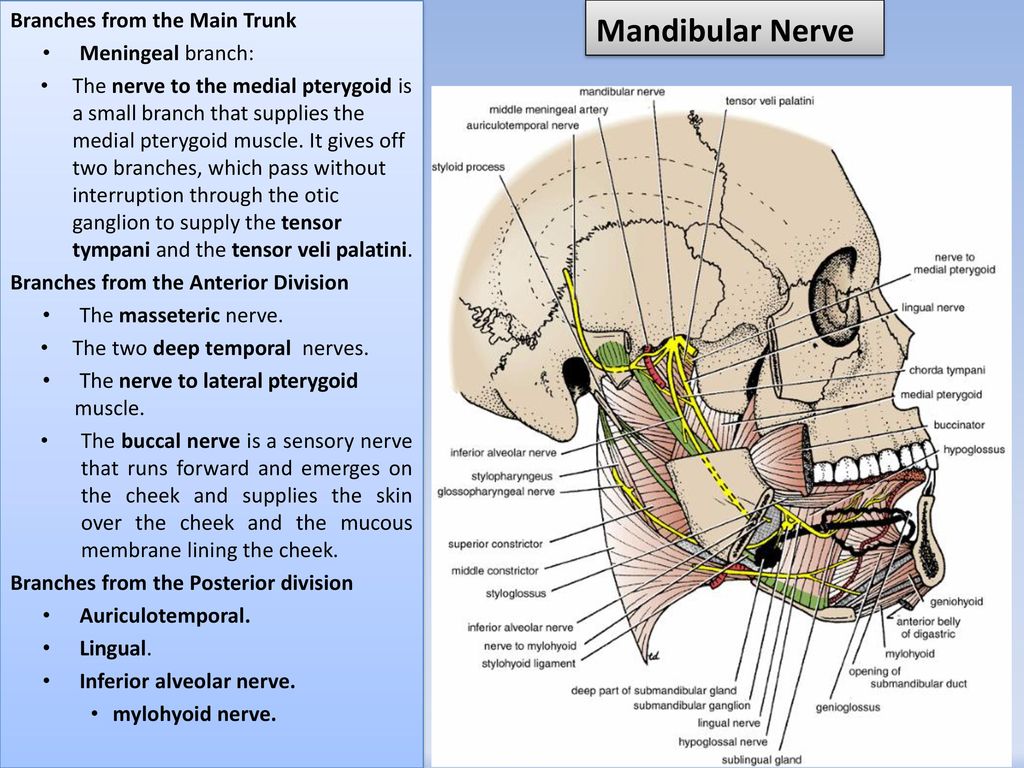 Branches of Mandibular Nerve - From the Trunk & Anterior division