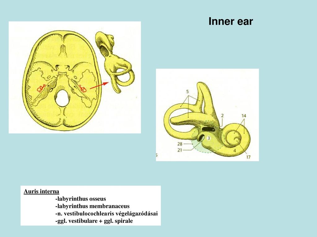 Inner ear. Organ of Corti. Auditory and vestibular pathways. - ppt download