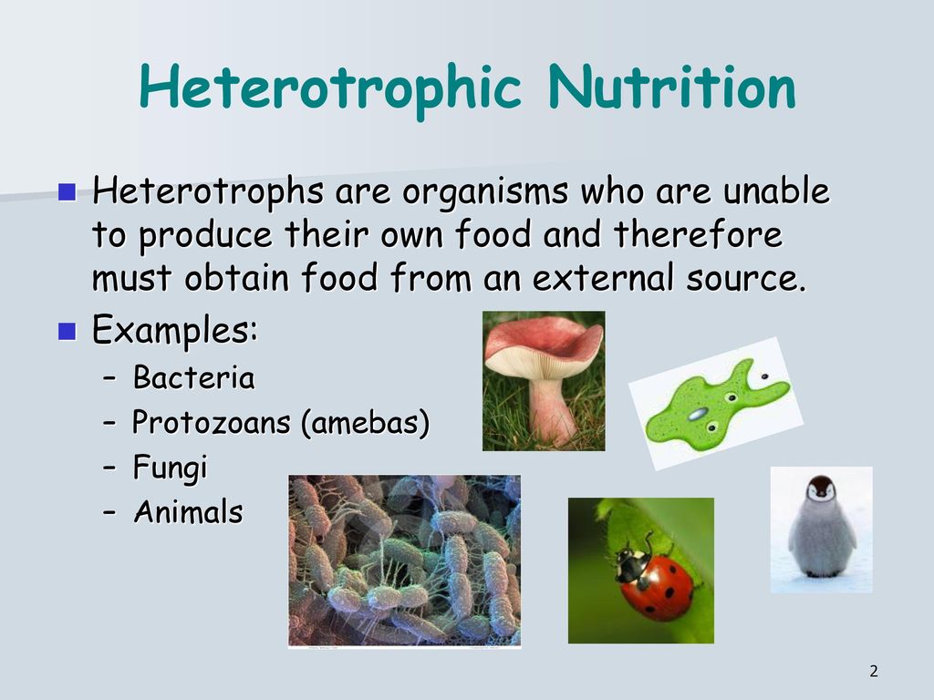 heterotrophic nutrition in animals