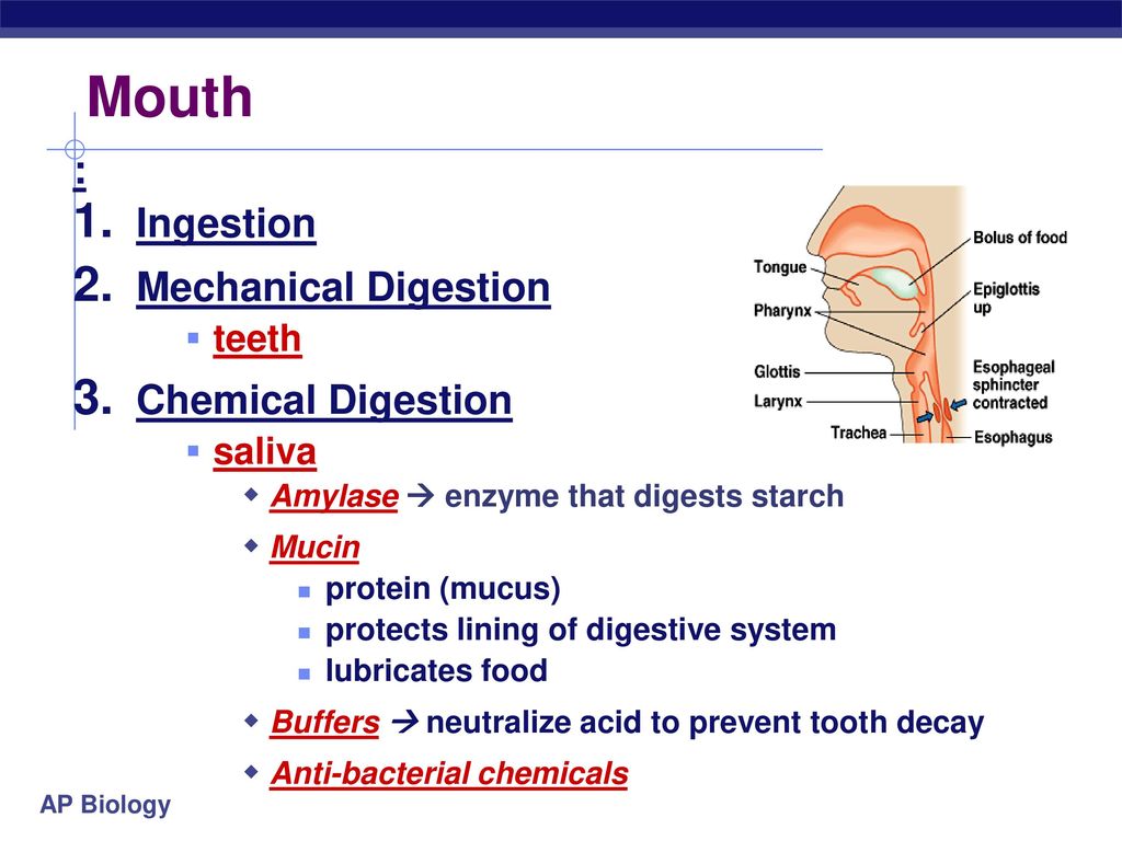 Ch 41 Digestion. - ppt download