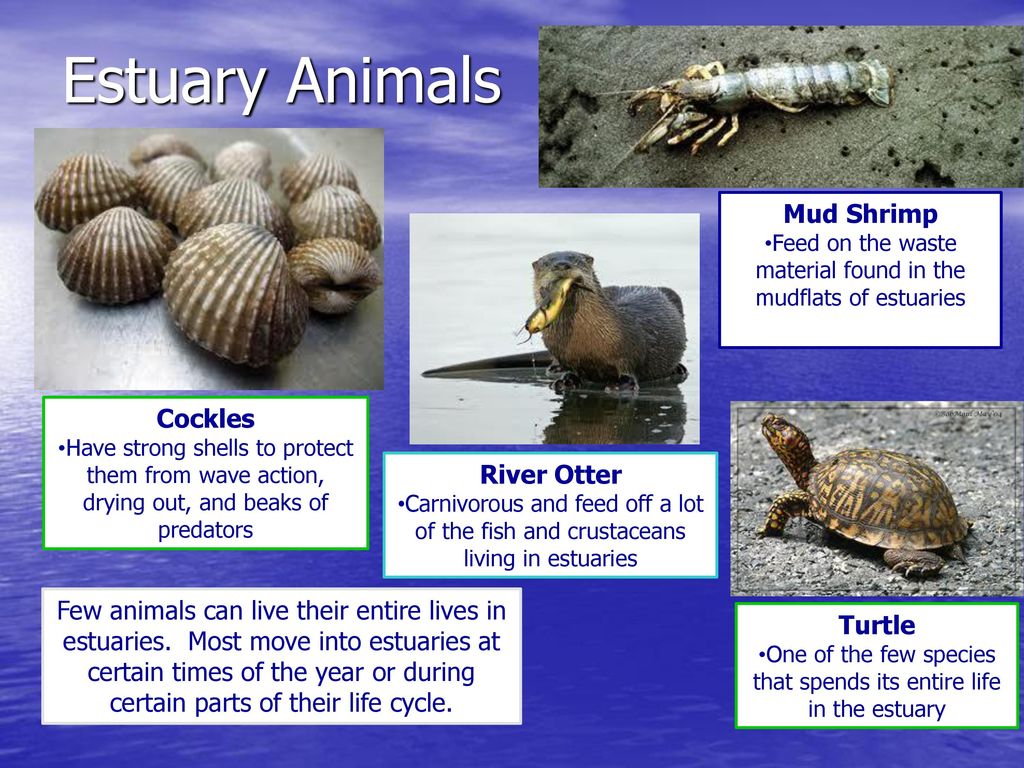 Estuaries You are responsible for recording everything typed in GREEN on  your notes sheet. - ppt download