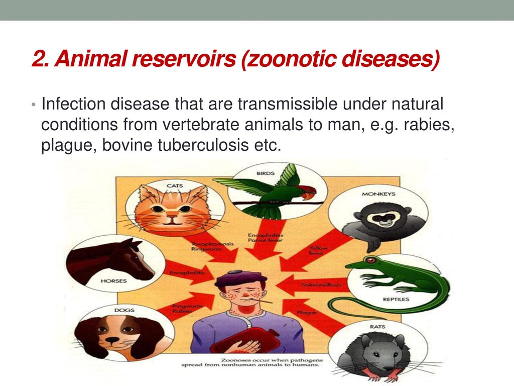 2. Animal reservoirs (zoonotic diseases)