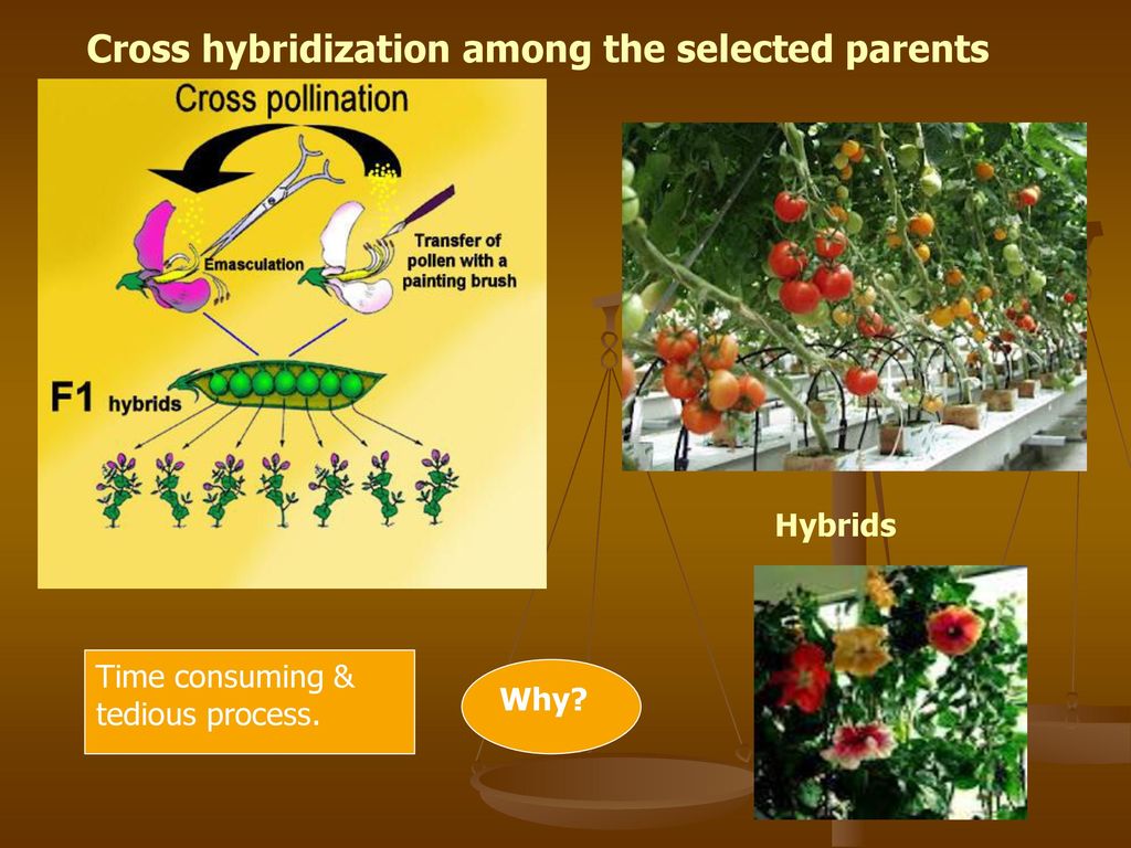 Plant breeding Food production Animal husbandry. - ppt download